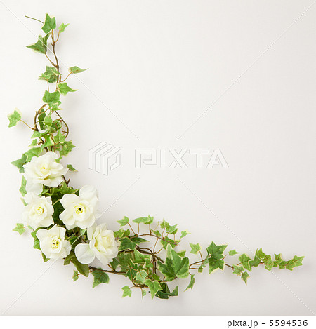 ツタと花の写真素材
