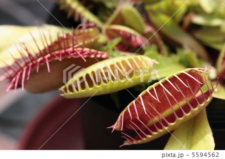 食虫植物 ハエトリ草(ディオネア) 食虫植物 ハエトリ草(ディオネア) 5594562