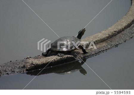 カメ カメ 5594593