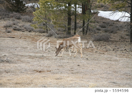 ブライスキャニオンの野生の鹿　 5594596