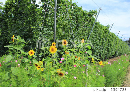 ホップ畑 ホップ畑 5594723