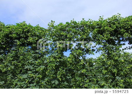 ホップ畑 5594725