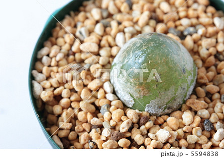 コノフィツム・ブルゲリ コノフィツム・ブルゲリ 5594838