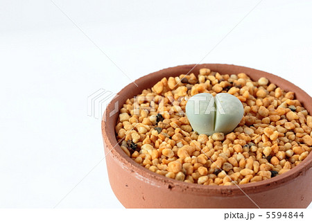 リトープス・ペパーミントクリーム 5594844