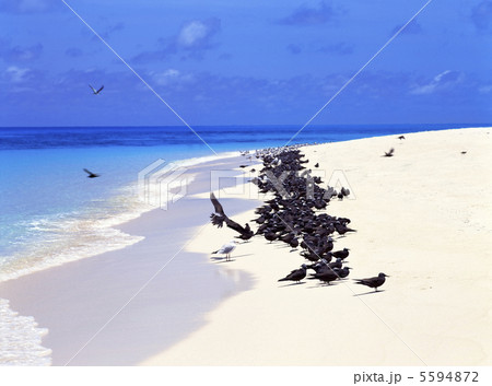 鳥の楽園　オーストラリアのミコマスケイ 5594872