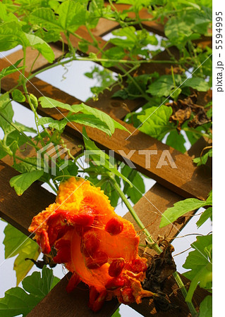 完熟ゴーヤ 5594995