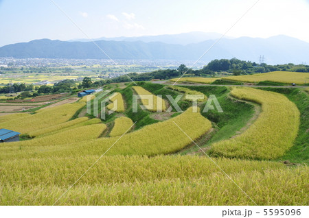 秋の棚田 5595096