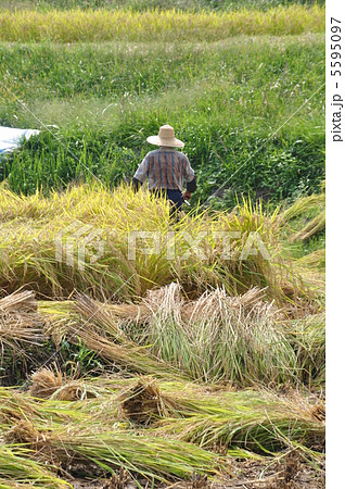 稲刈り 5595097
