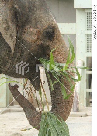 絶滅危惧種 アジアゾウ 絶滅危惧種 アジアゾウ 5595147