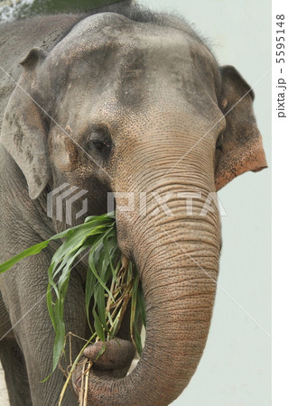 絶滅危惧種　アジアゾウ 5595148