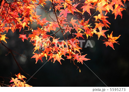 紅葉 5595273