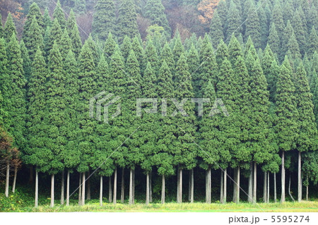 木立の風景 5595274