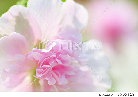 たちあおい たちあおい 5595318