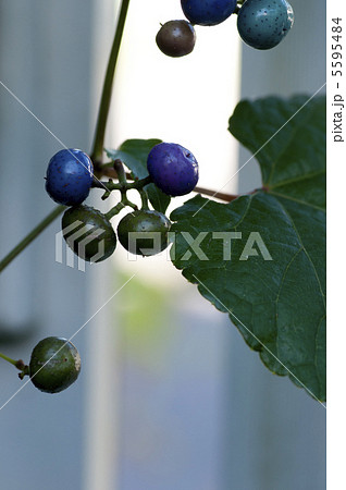 ノブドウ 5595484