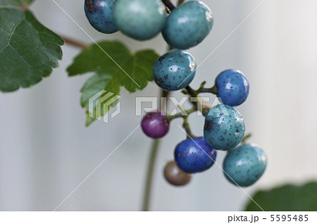 ノブドウ 5595485