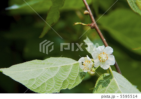 マタタビの花 5595514