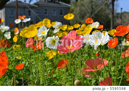 ポピー ポピー 5595598