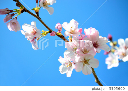 桜 桜 5595600