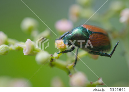 マメコガネ 5595642