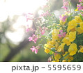 雨上がりの花 5595659