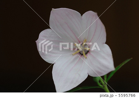 アポイキキョウ　桃色 5595766