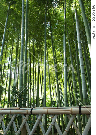 夏の竹林と竹柵 5595866