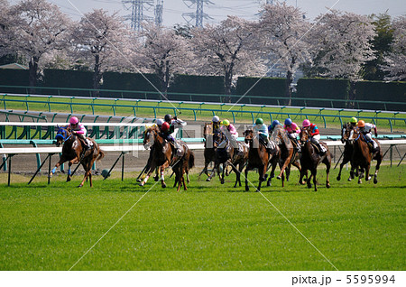 競馬 5595994