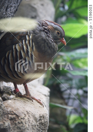 チャエリイワシャコ 5596003