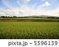 日本の田園風景 5596139