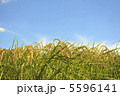 夏空と稲穂 5596141