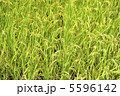大豊作 5596142