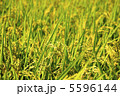大豊作 5596144