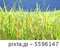 輝く稲穂 5596147
