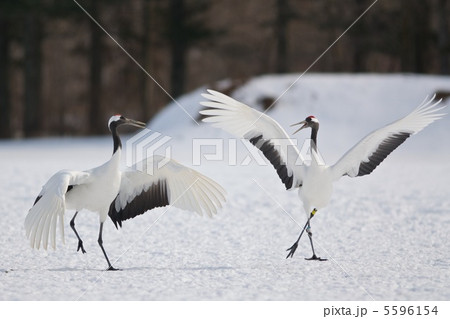 タンチョウ 5596154