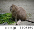カピバラ 5596369