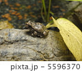カエル 5596370