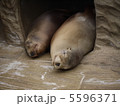 アシカ 5596371