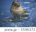 アザラシ 5596372