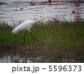 鷺 5596373