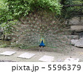 孔雀 5596379