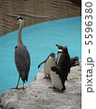 ペンギン 5596380