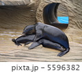 アシカ 5596382