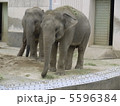 象 5596384