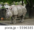 犀 5596385