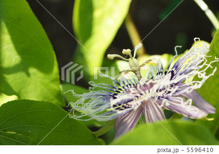 時計草 5596410