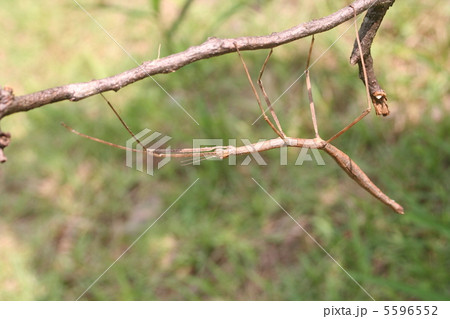 エダナナフシ 5596552