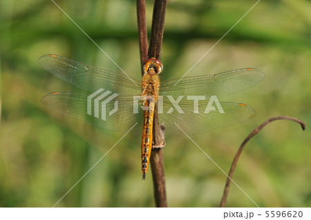 ウスバキトンボ 5596620