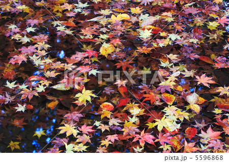 水たまりに散り積もるカラフルな落ち葉 水たまりに散り積もるカラフルな落ち葉 5596868