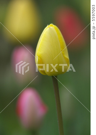 春の庭の花 5597003