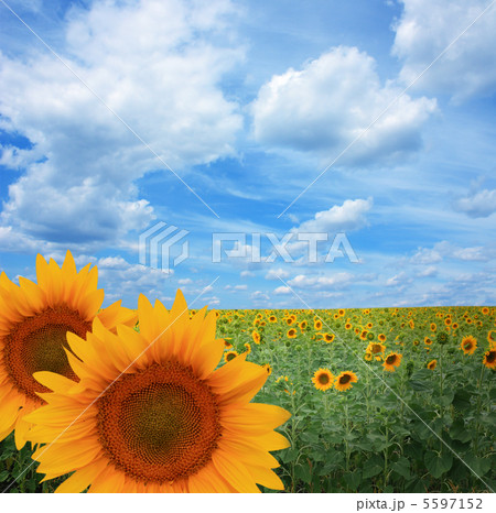 Beautiful sunflowers Beautiful sunflowers 5597152